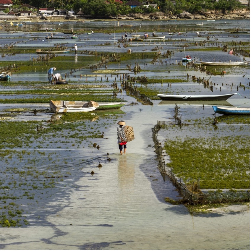 Indonesian Seaweed Farming